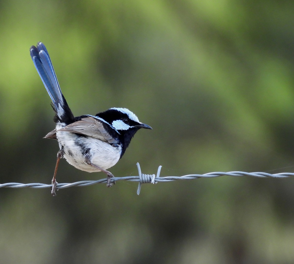 Superb Fairywren - ML641543447