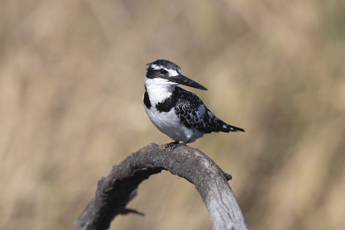 Pied Kingfisher - ML641543453