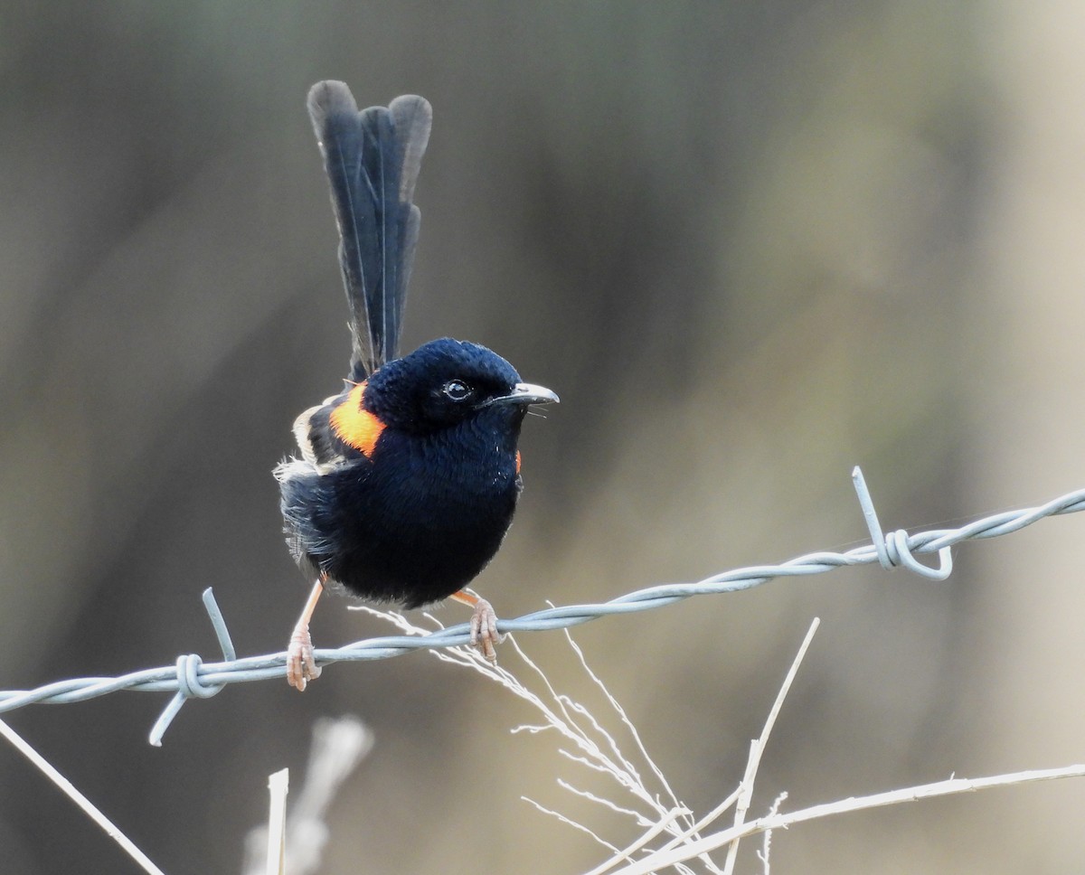 Red-backed Fairywren - ML641543456