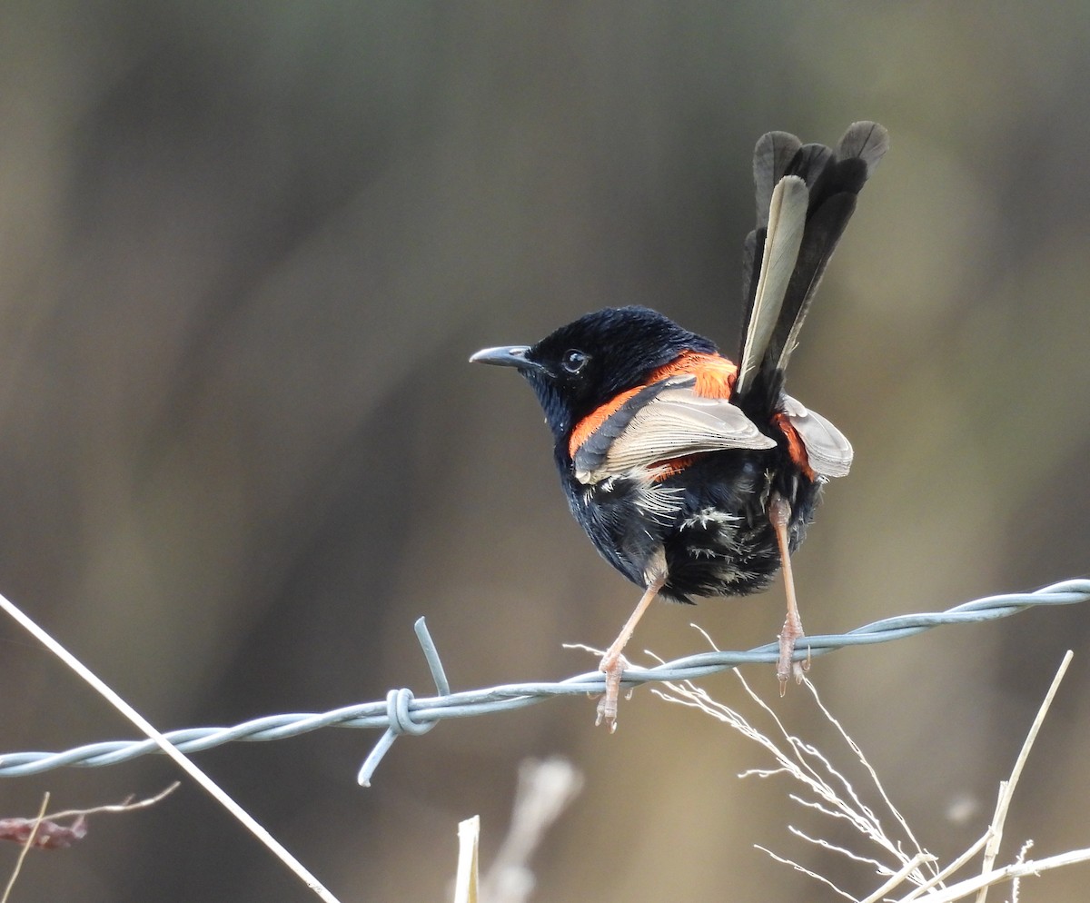 Red-backed Fairywren - ML641543460