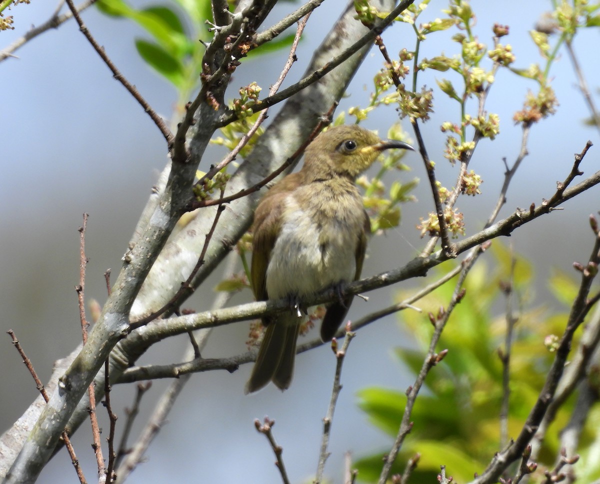 Brown Honeyeater - ML641543484