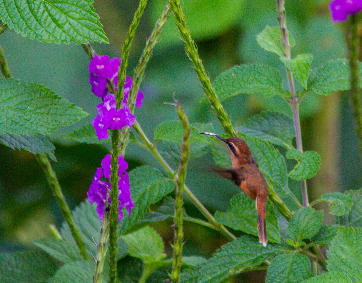 Stripe-throated Hermit - ML641543519