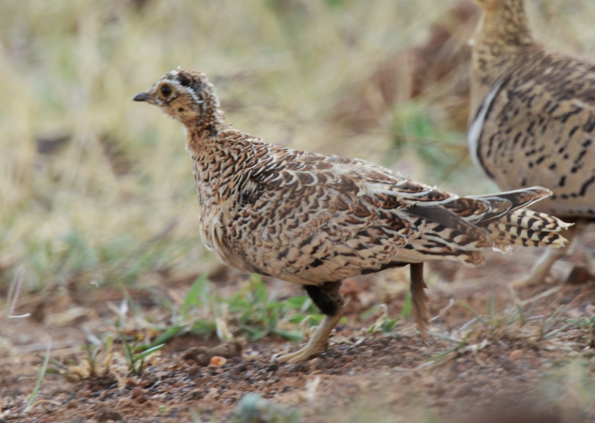 Black-faced Sandgrouse - ML641543535