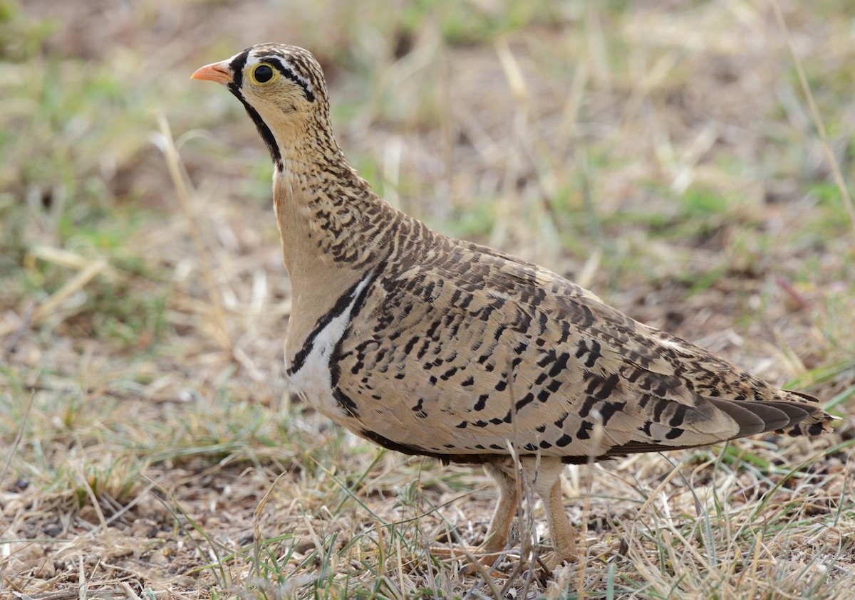 Black-faced Sandgrouse - ML641543537