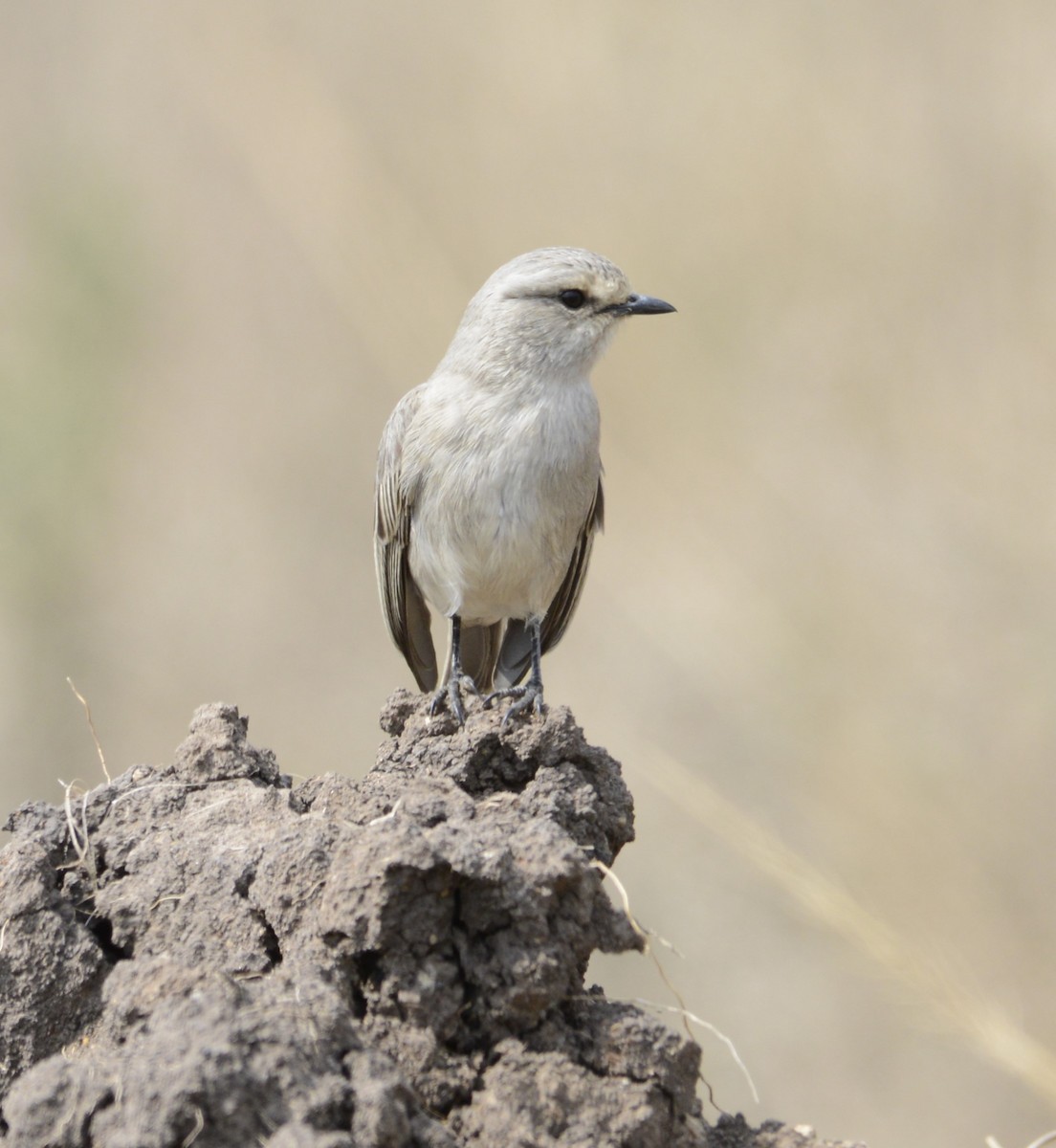 African Gray Flycatcher - ML641543539