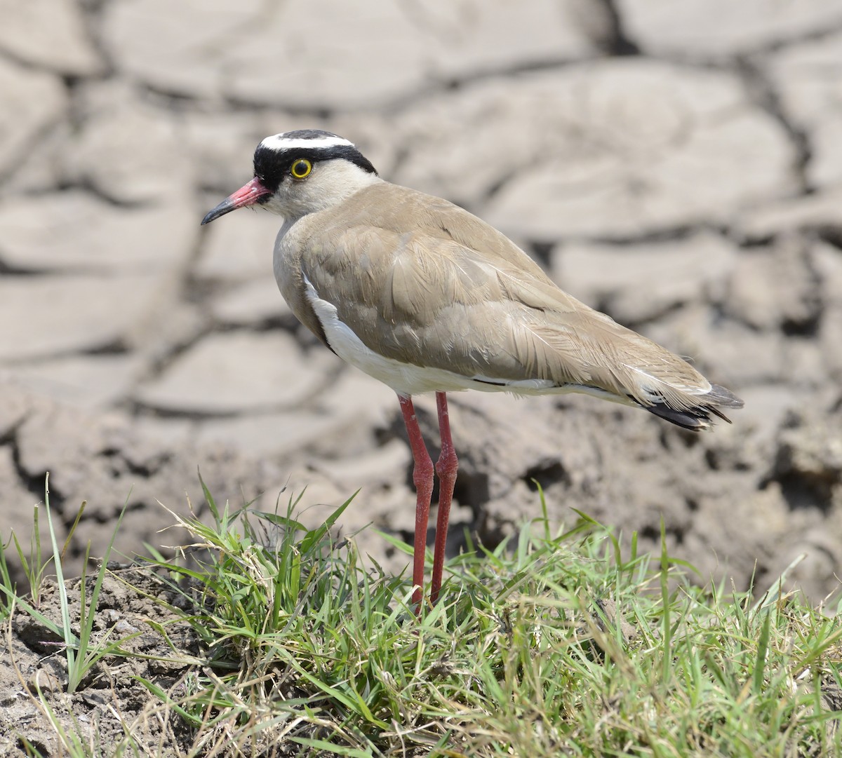 Crowned Lapwing - ML641543550