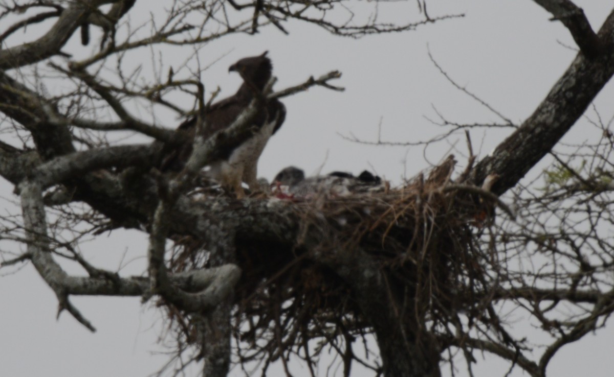 Martial Eagle - ML641543554