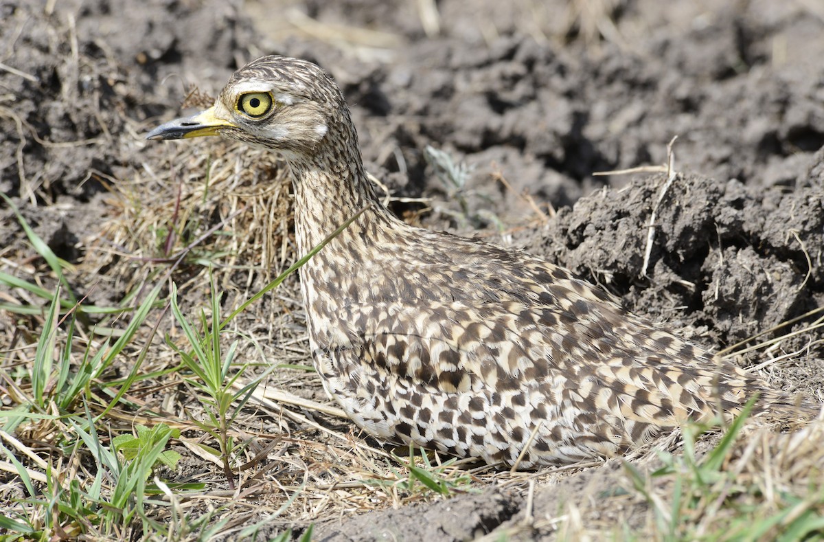 Spotted Thick-knee - ML641543555
