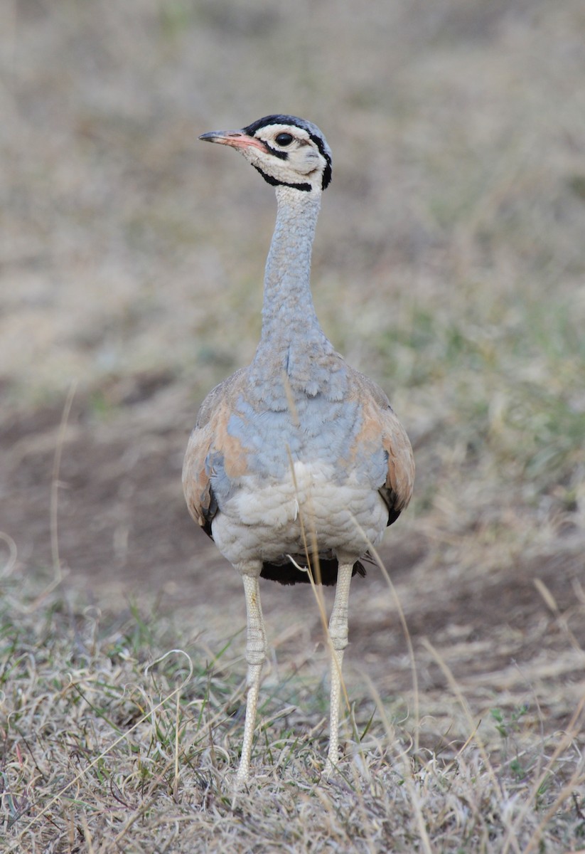 White-bellied Bustard - ML641543559