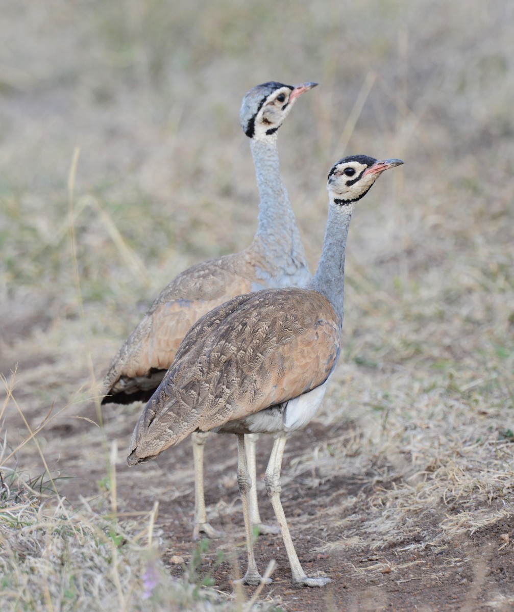 White-bellied Bustard - ML641543560