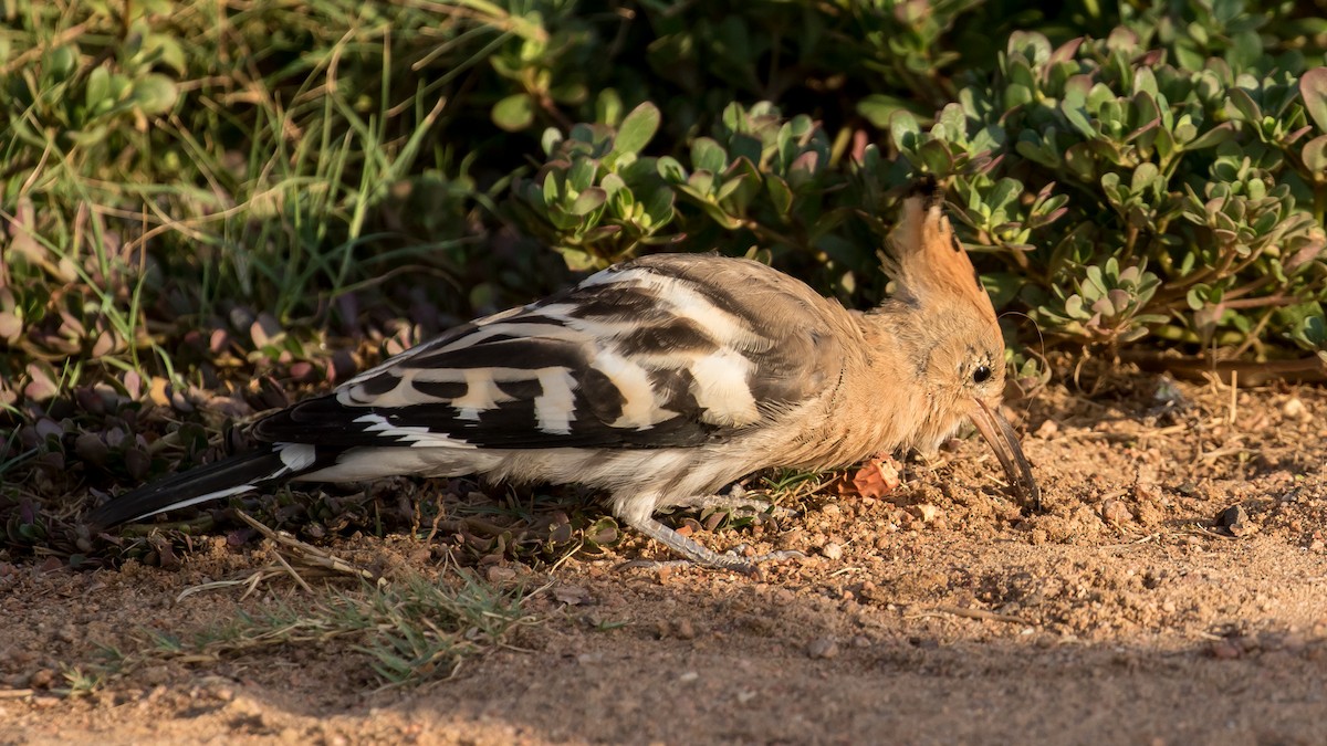 Eurasian Hoopoe - ML641543565