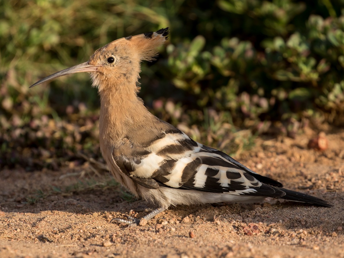 Eurasian Hoopoe - ML641543566