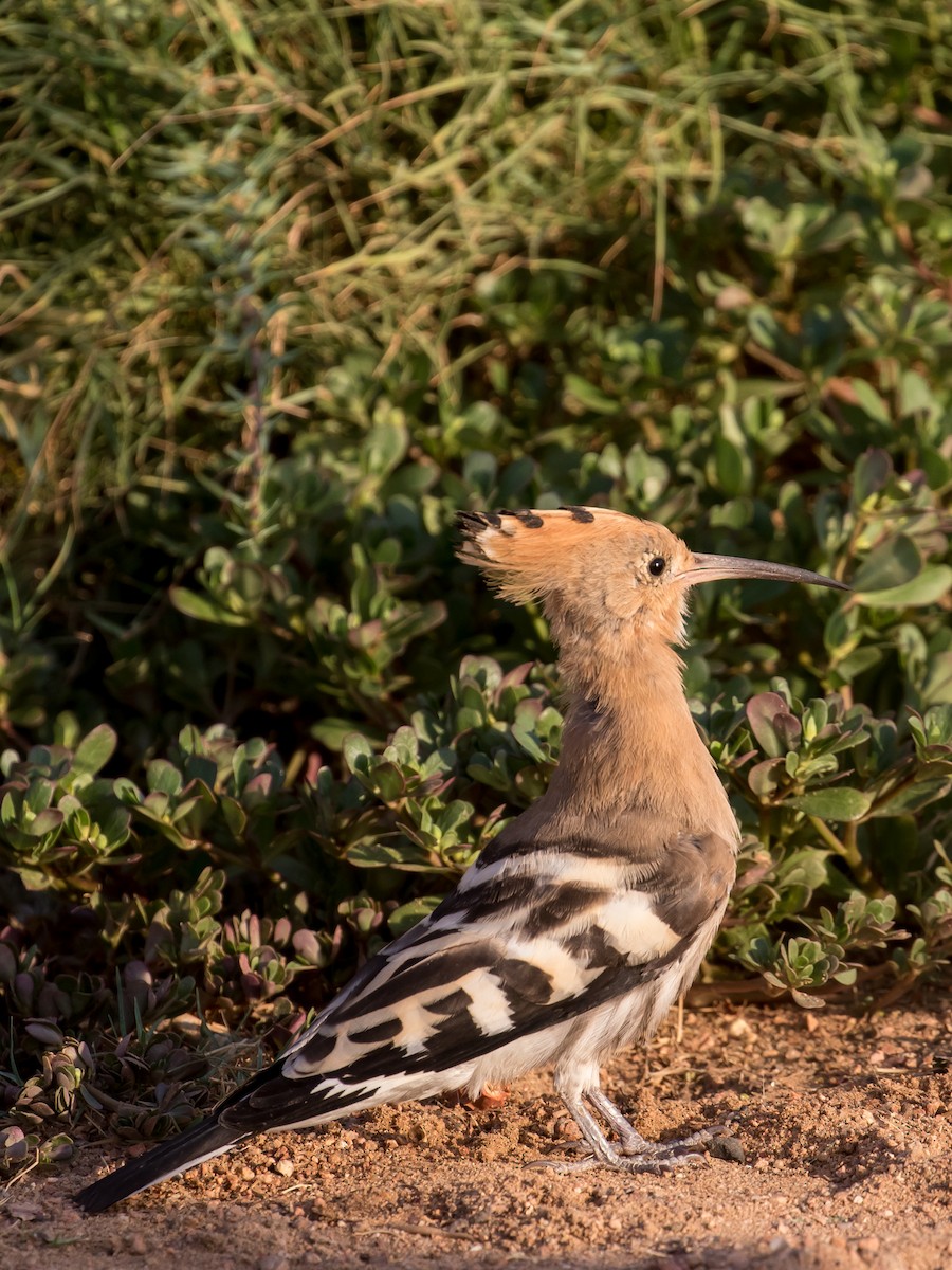 Eurasian Hoopoe - ML641543569