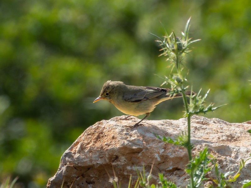 Icterine Warbler - ML641543572