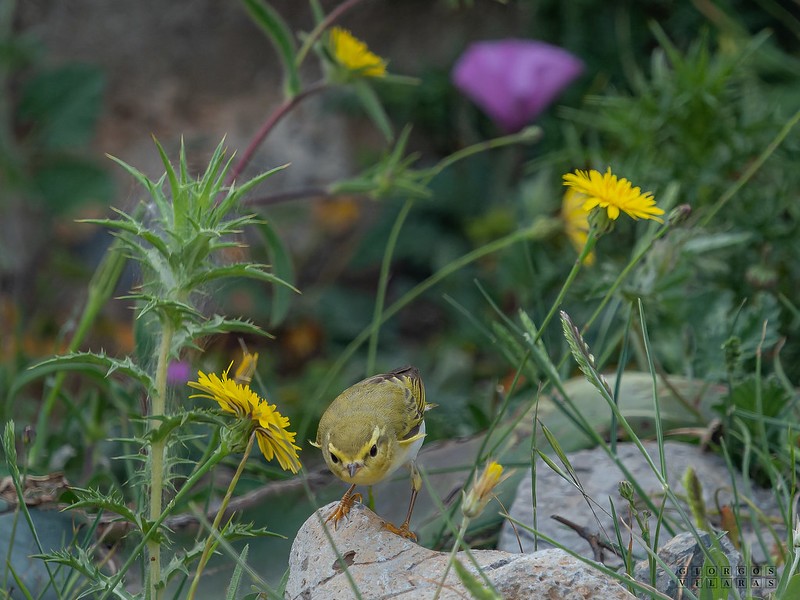 Wood Warbler - ML641543588