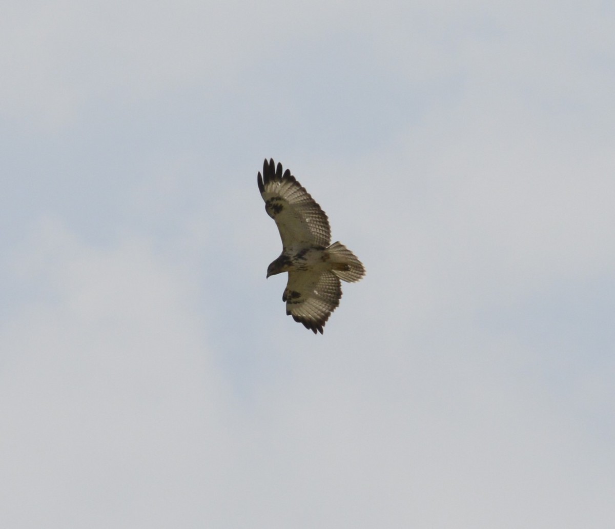 Augur Buzzard - ML641543616