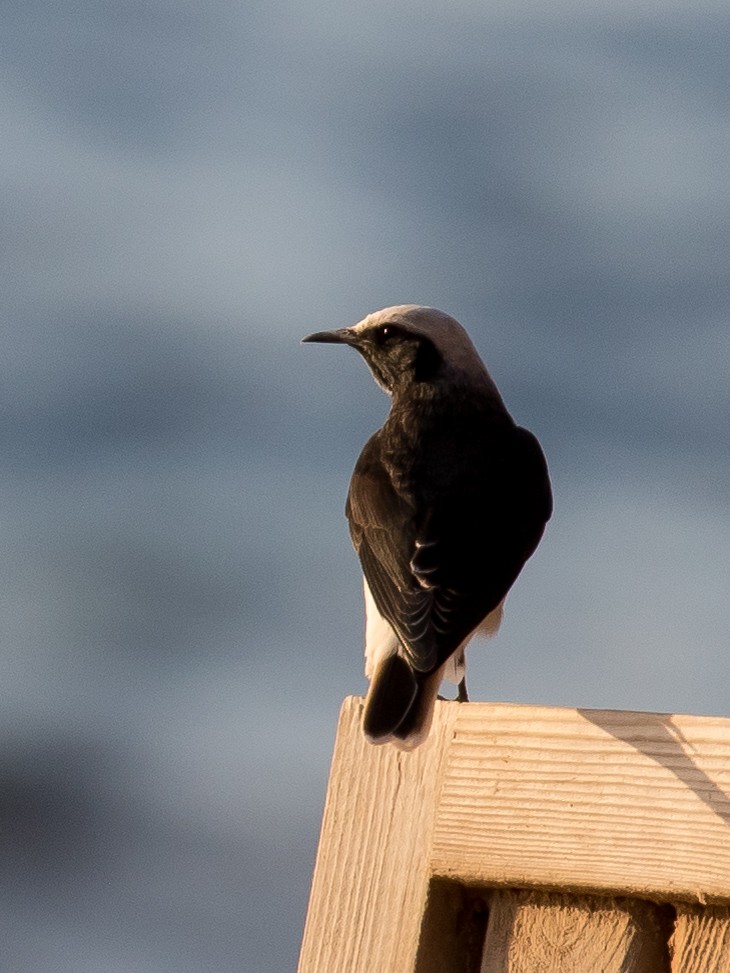 Hooded Wheatear - ML641543632