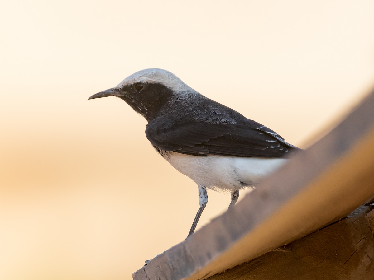 Hooded Wheatear - ML641543633