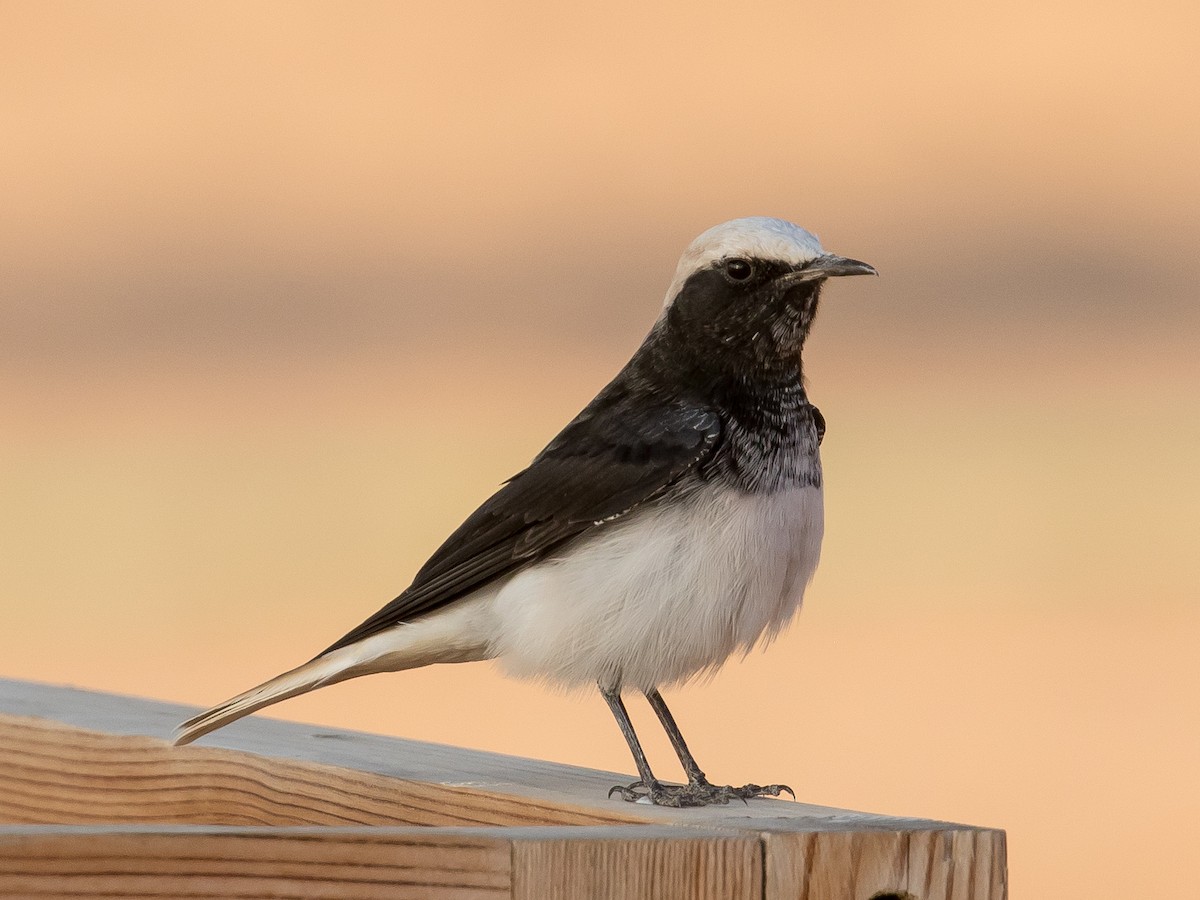 Hooded Wheatear - ML641543634