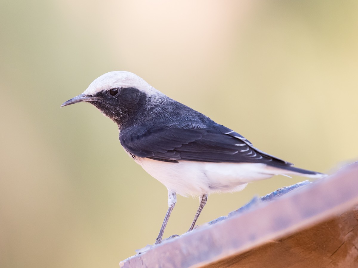 Hooded Wheatear - ML641543635