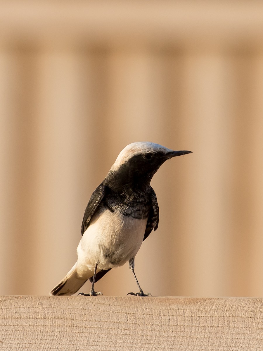 Hooded Wheatear - ML641543636