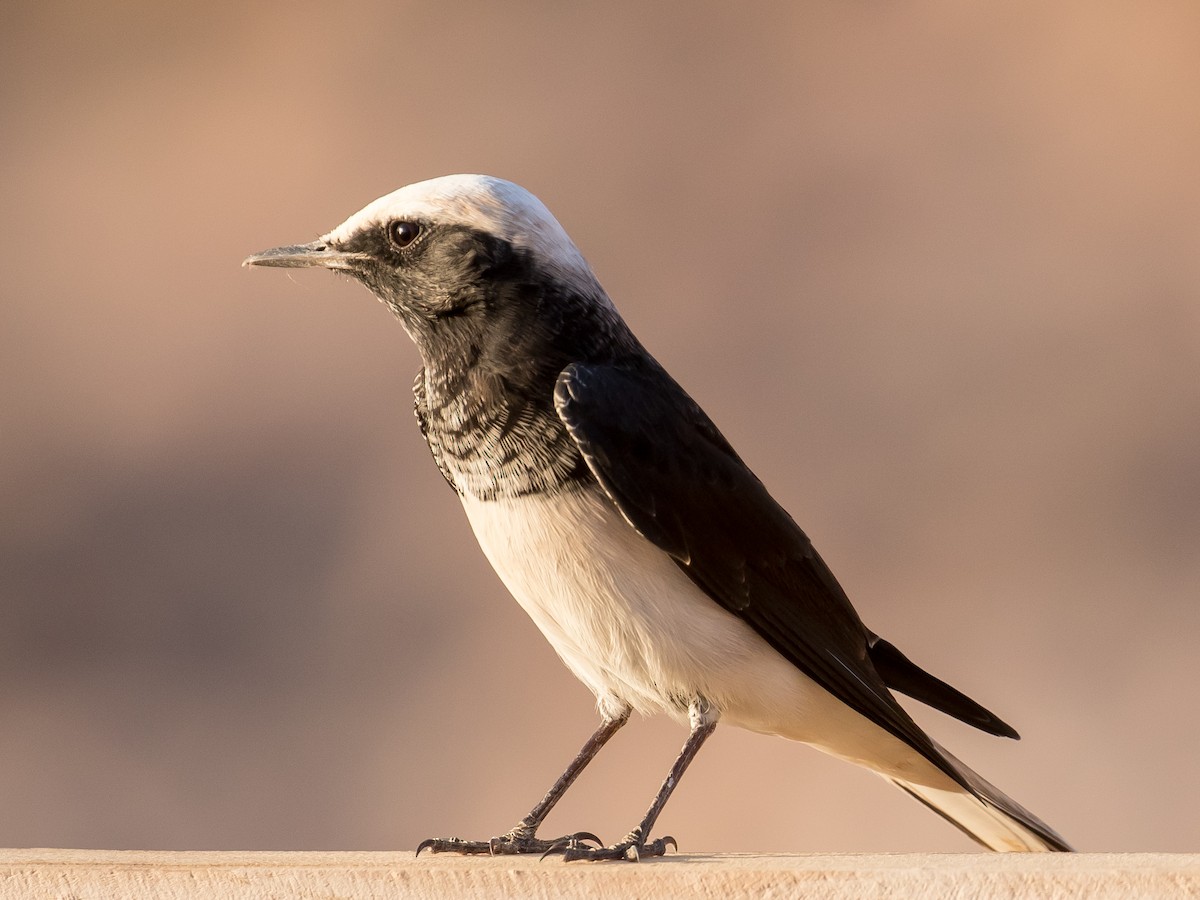 Hooded Wheatear - ML641543637