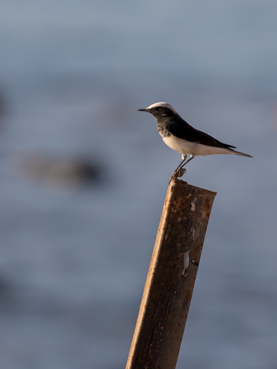 Hooded Wheatear - ML641543638