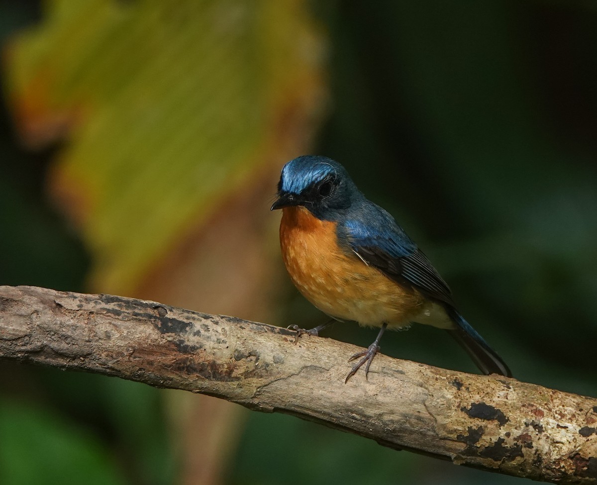 Hill Blue Flycatcher - ML641543644