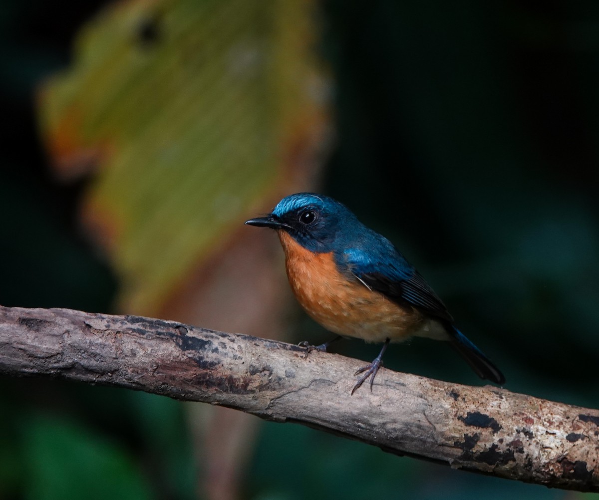 Hill Blue Flycatcher - ML641543645