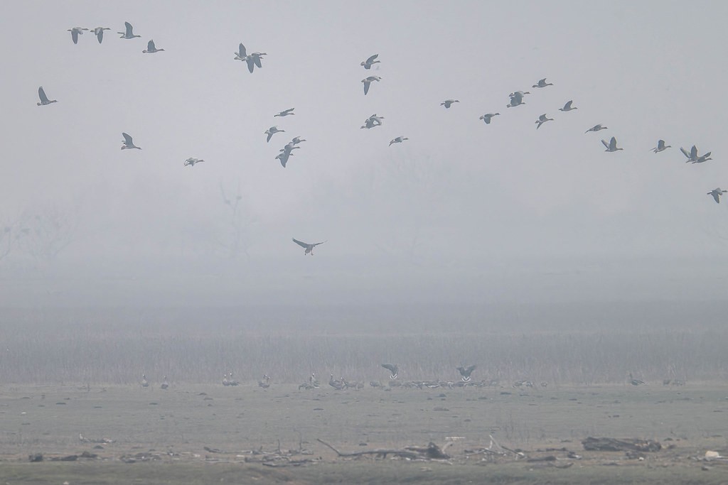 Greater White-fronted Goose - ML641543668