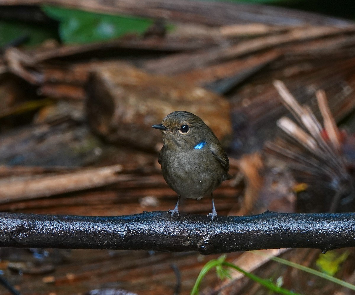 Small Niltava - ML641543669
