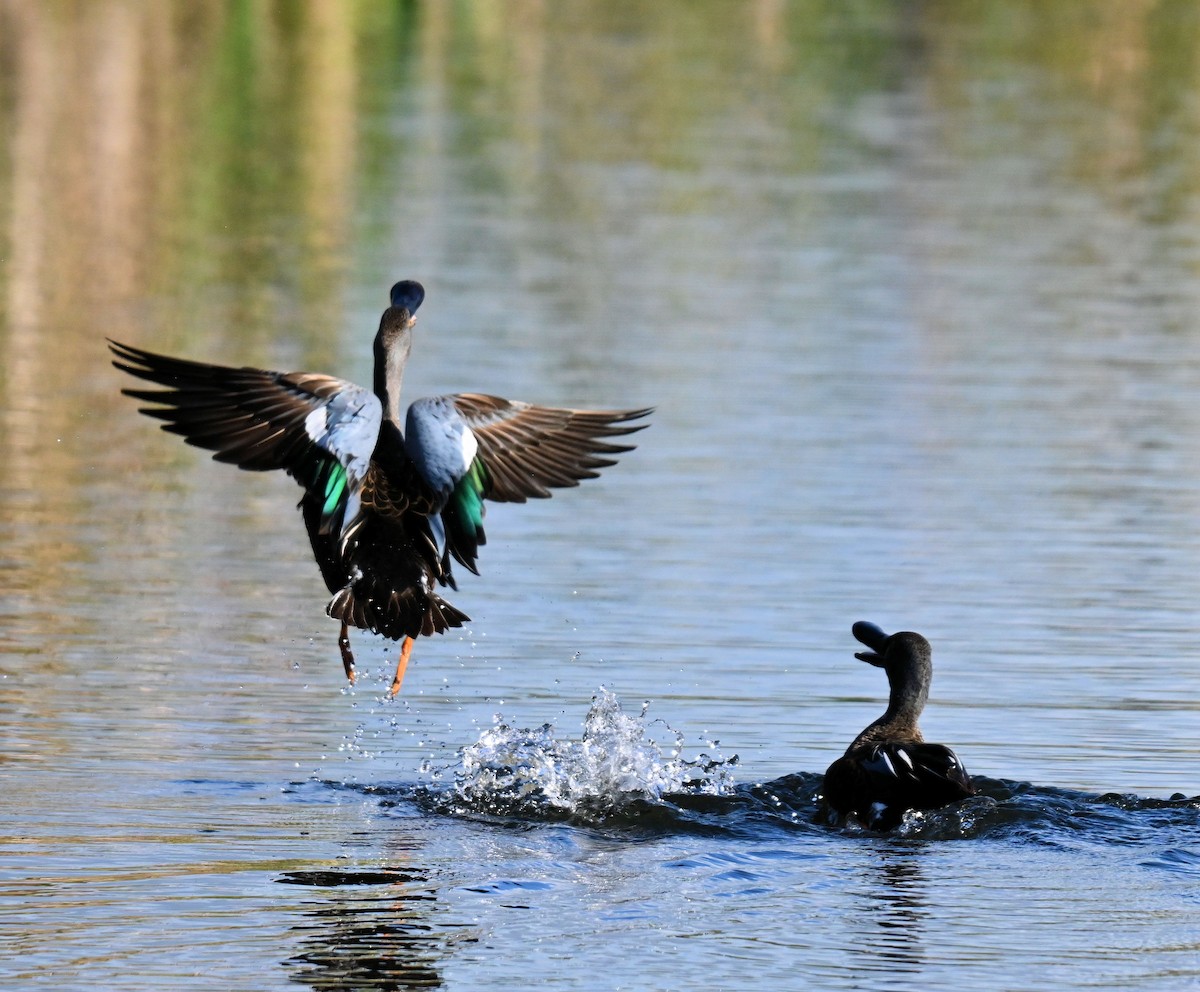 Canard bridé - ML641543705