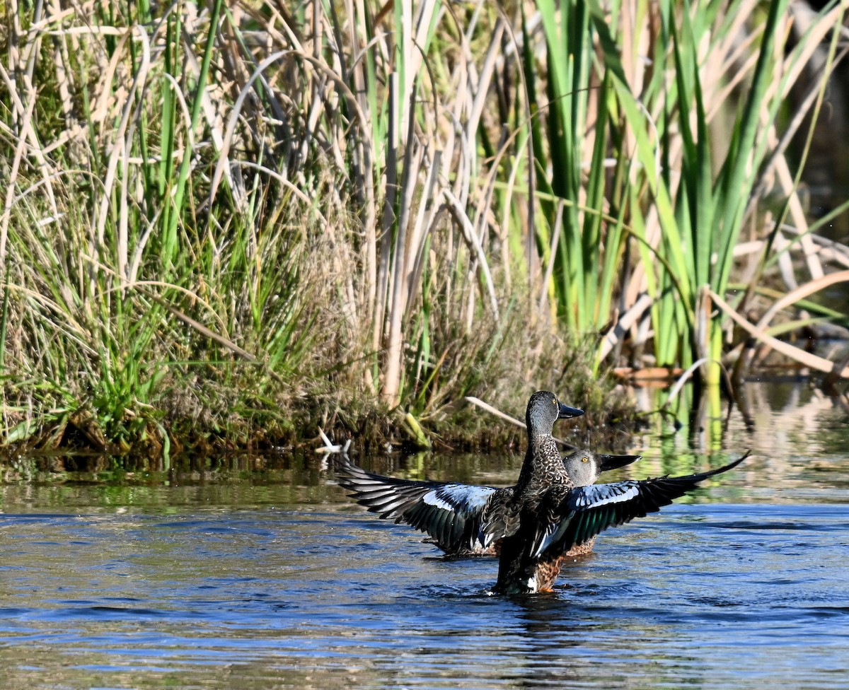 Canard bridé - ML641543706
