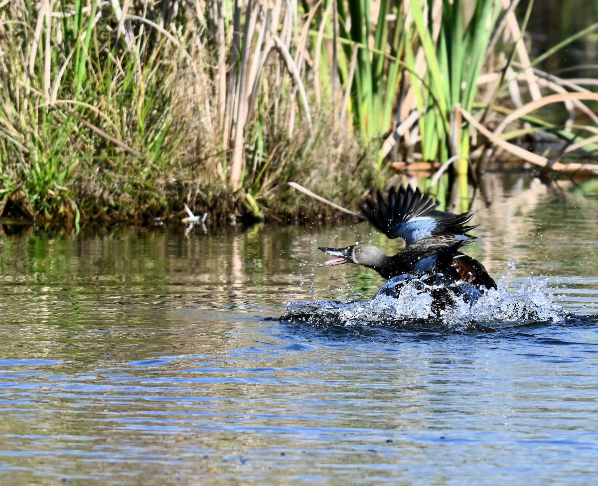 Canard bridé - ML641543707