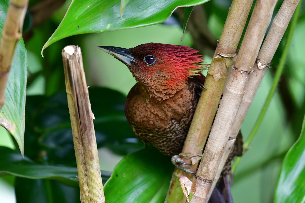 Banded Woodpecker - ML641543737