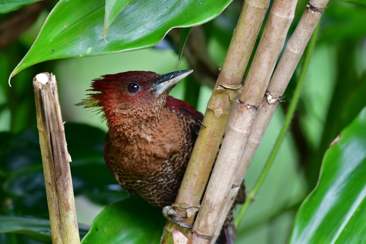 Banded Woodpecker - ML641543738