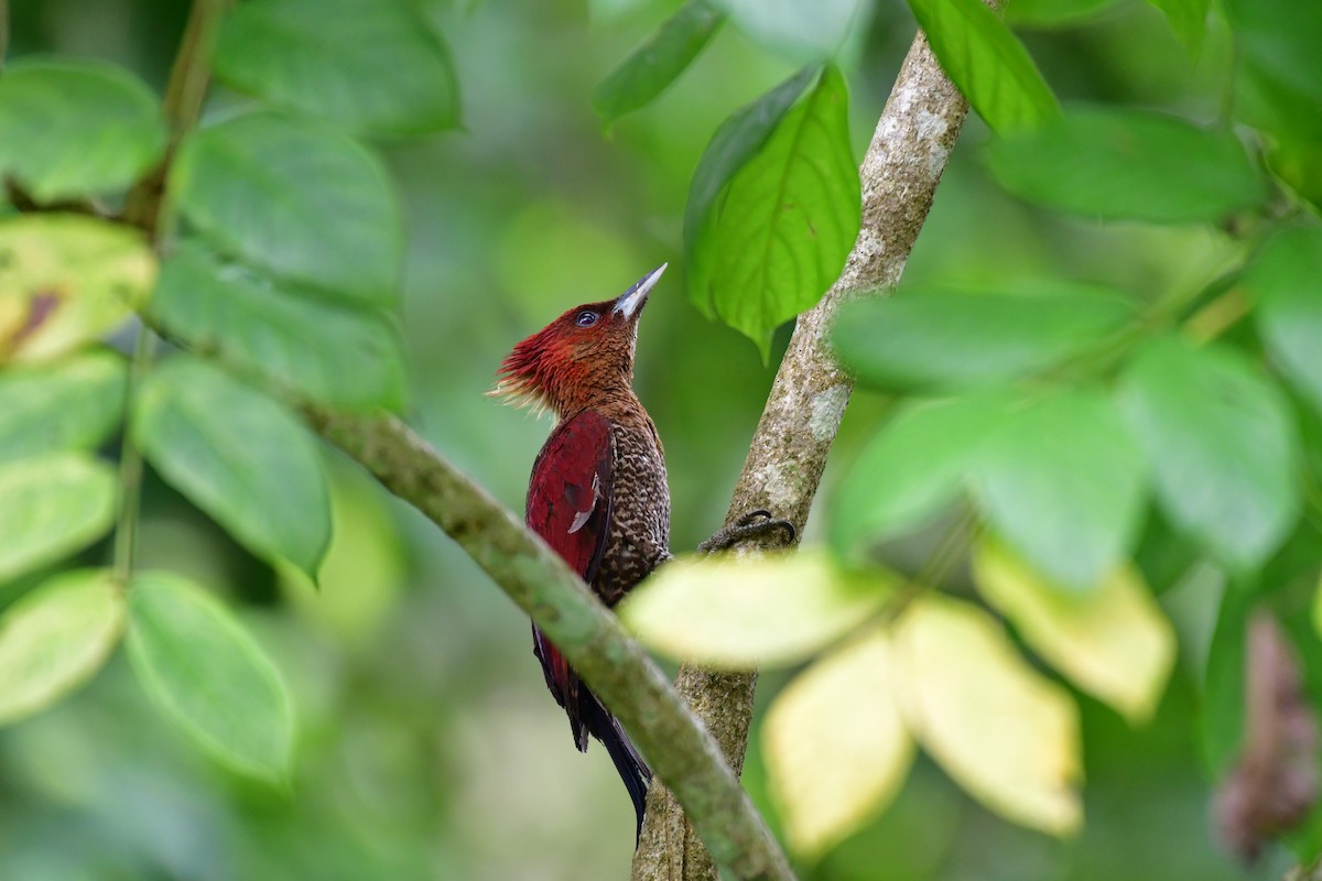 Banded Woodpecker - ML641543739