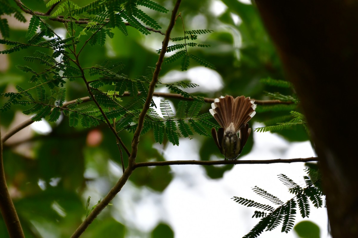 Malaysian Pied-Fantail - ML641543742