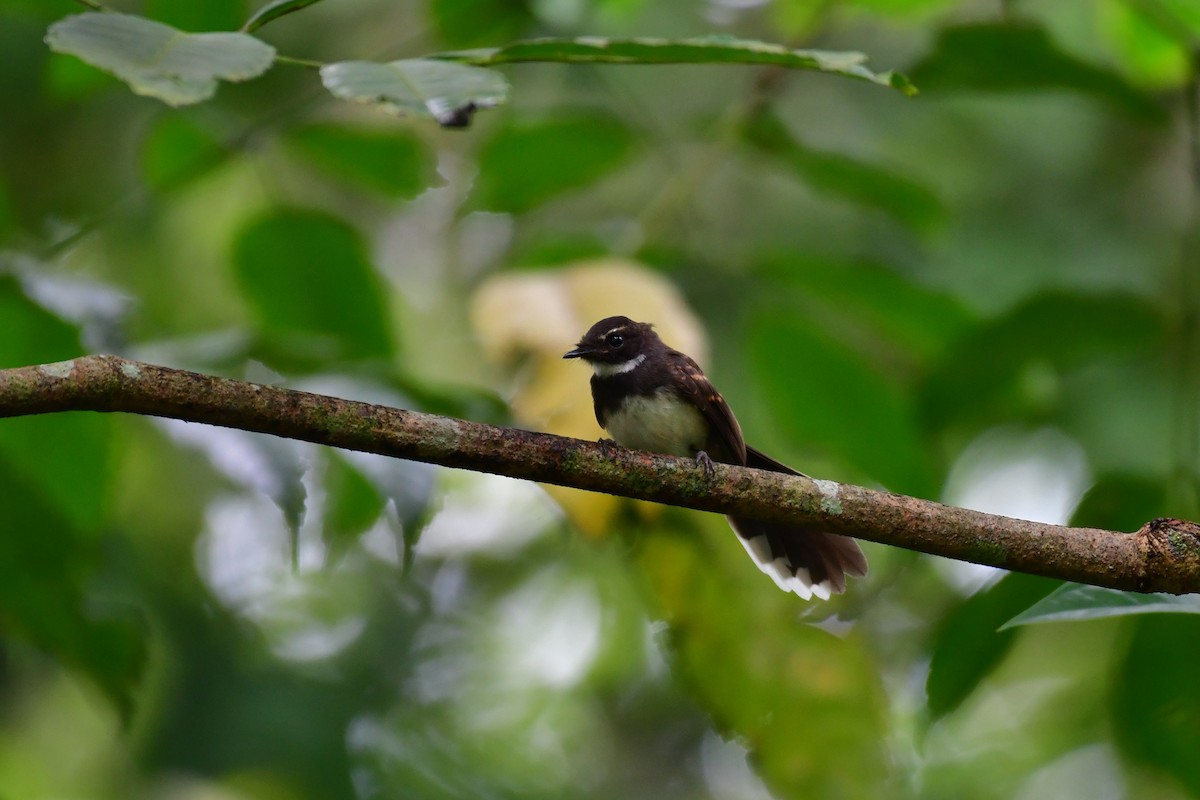 Malaysian Pied-Fantail - ML641543743