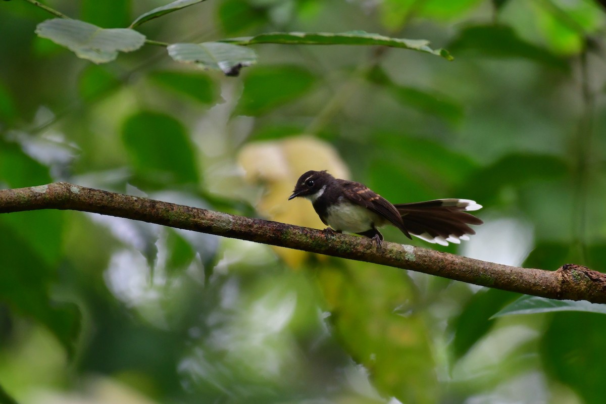 Malaysian Pied-Fantail - ML641543744