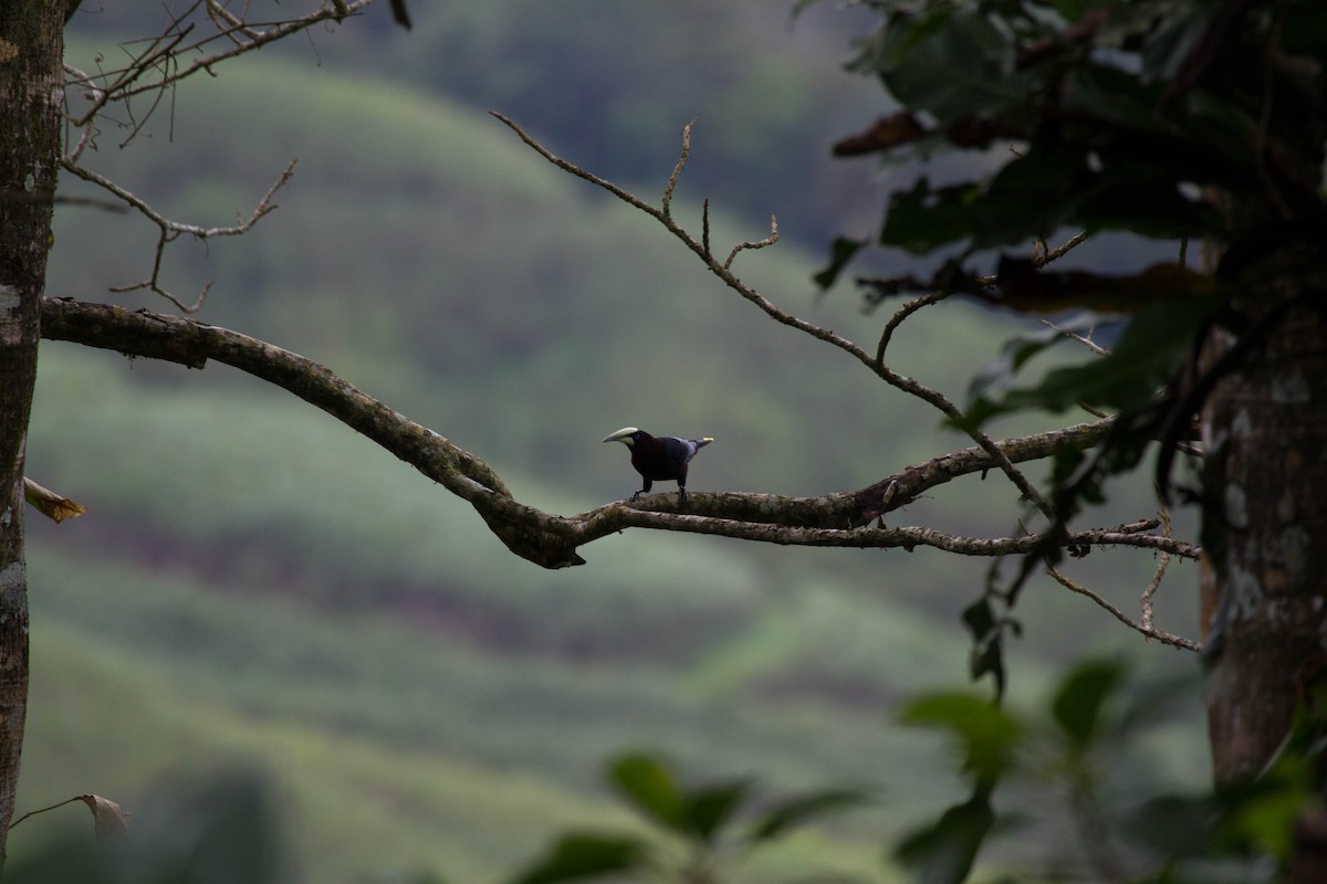 Chestnut-headed Oropendola - ML641543747