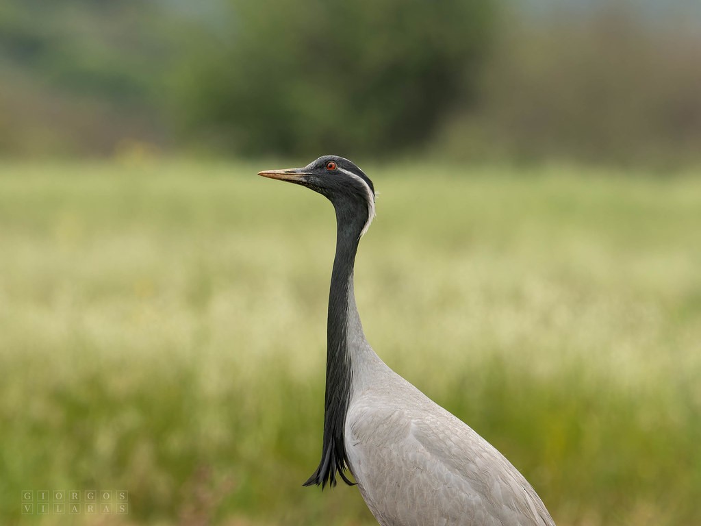 Grulla Damisela - ML641543761