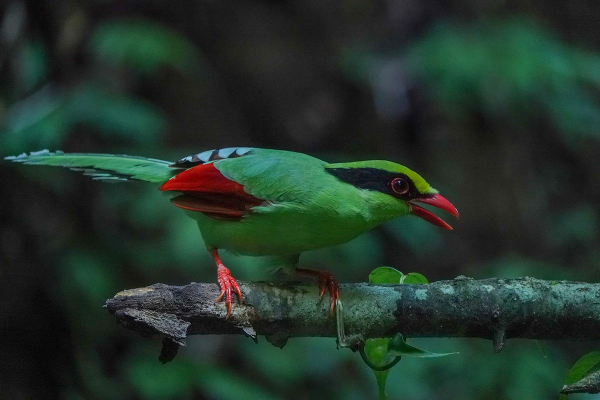 Common Green-Magpie - ML641543768