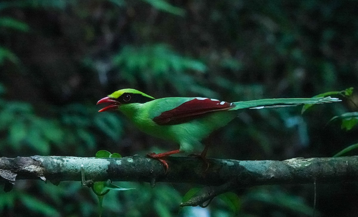 Common Green-Magpie - ML641543769