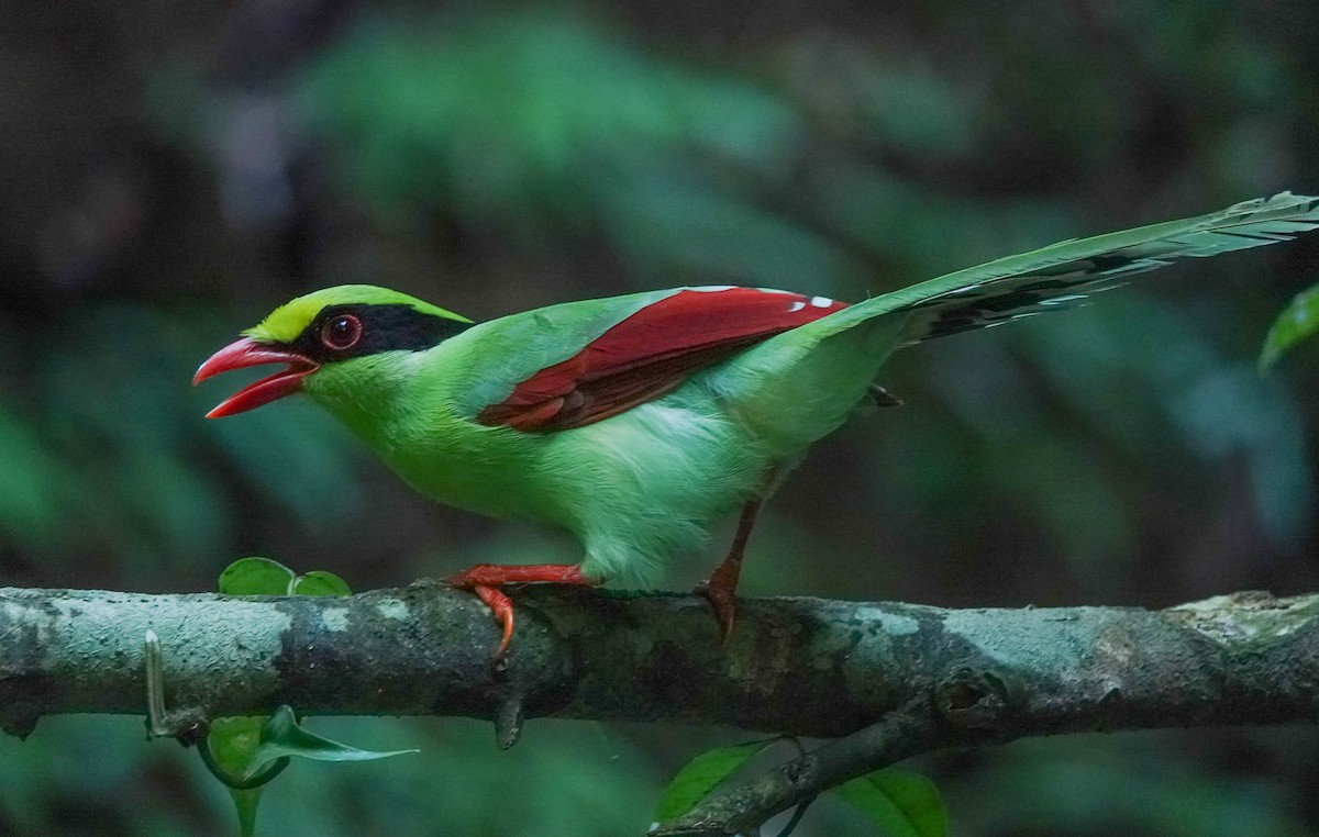 Common Green-Magpie - ML641543771