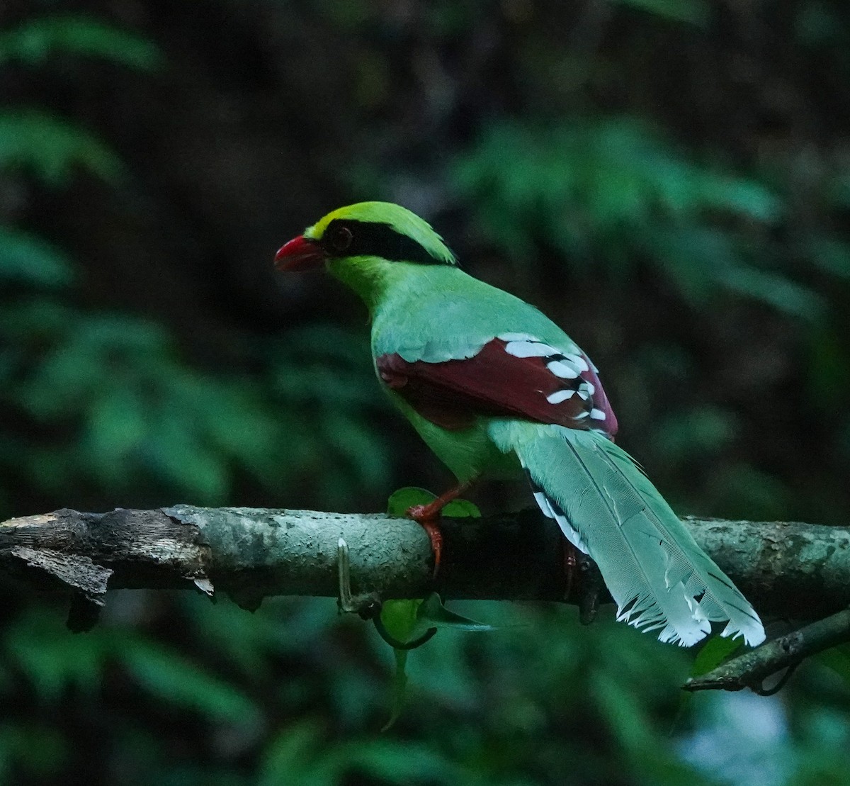 Common Green-Magpie - ML641543772