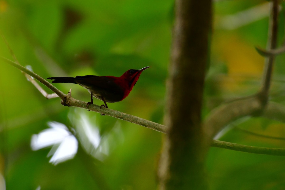 Karmesinnektarvogel - ML641543796