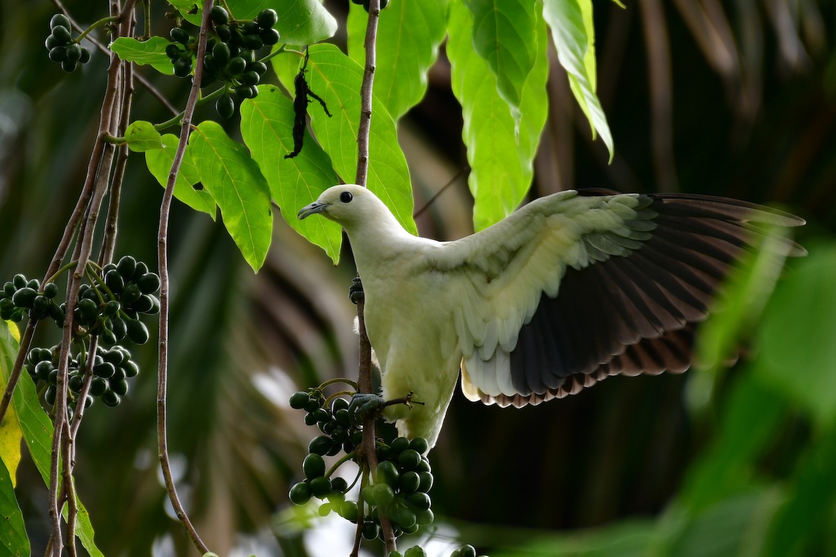 Pied Imperial-Pigeon - ML641543821