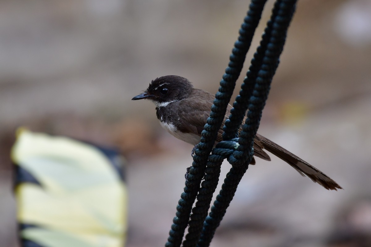 Malaysian Pied-Fantail - ML641543829