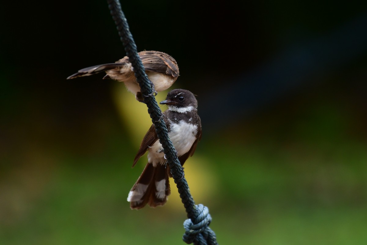 Malaysian Pied-Fantail - ML641543830